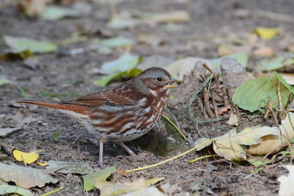 Sparrow, Fox, 2012-11170190 New York, NY.JPG - Fox Sparrow. Central Park, New York, NY, 11-17-2012